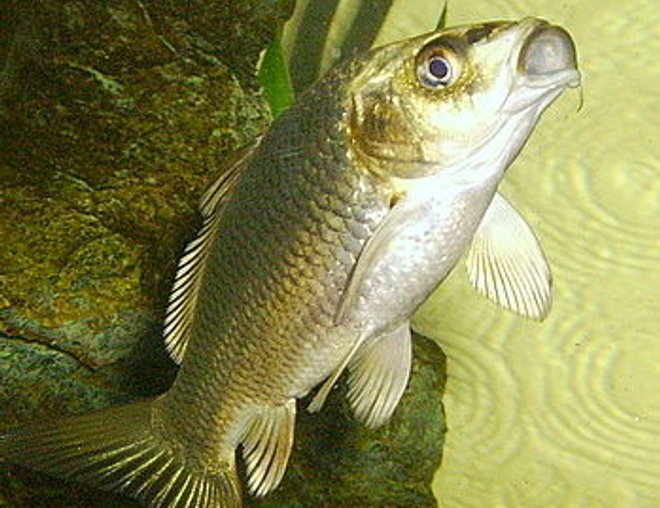 freshwater fish stocking in 36 gallons tank - the COD FATHER at dinner