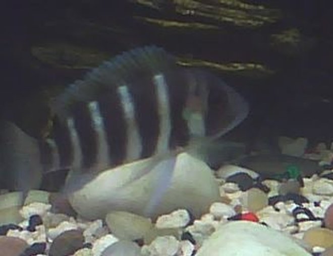 freshwater fish - cyphotilapia frontosa - frontosa cichlid stocking in 60 gallons tank - smile for the camera