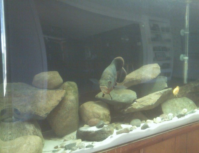 freshwater fish - astronotus ocellatus - red oscar stocking in 55 gallons tank - My oscar