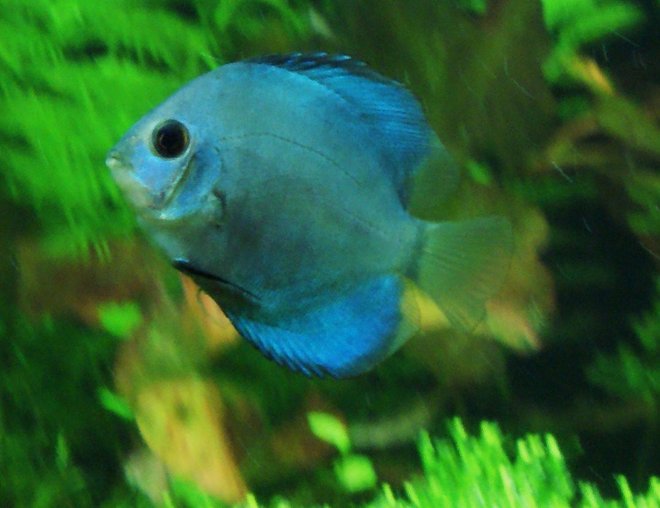 freshwater fish - symphysodon spp. - neon blue discus stocking in 80 gallons tank - gotta go!!