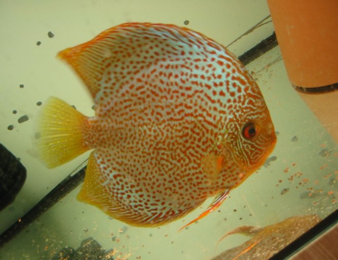 freshwater fish - oriental dream discus - oriental dream male