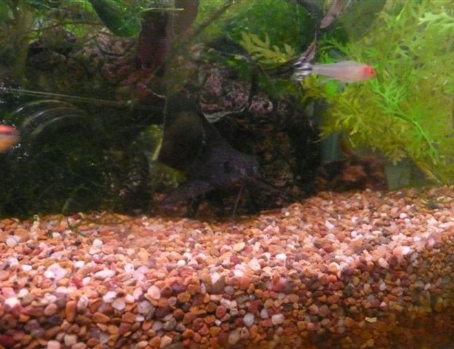 freshwater fish stocking in 41 gallons tank - pleco catfish