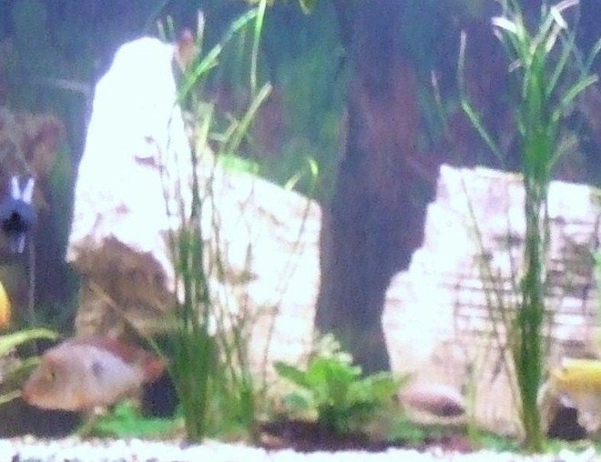 freshwater fish stocking in 6 gallons tank - 6ft 600litre tank