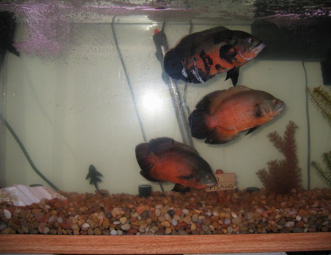 freshwater fish - astronotus ocellatus - red oscar stocking in 75 gallons tank - three amigos; jack sparrow on top