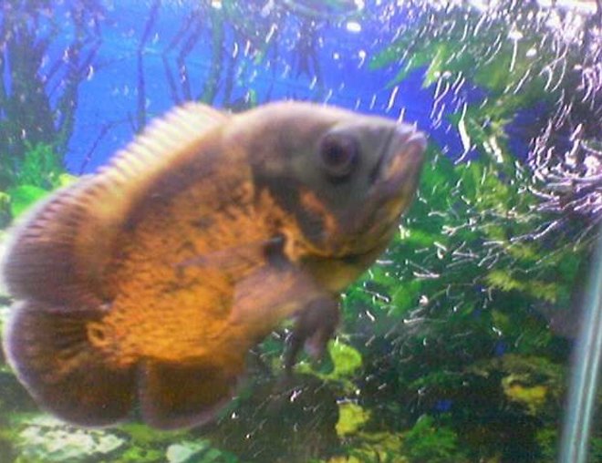 freshwater fish - astronotus ocellatus - red oscar stocking in 150 gallons tank - My favorite Oscar