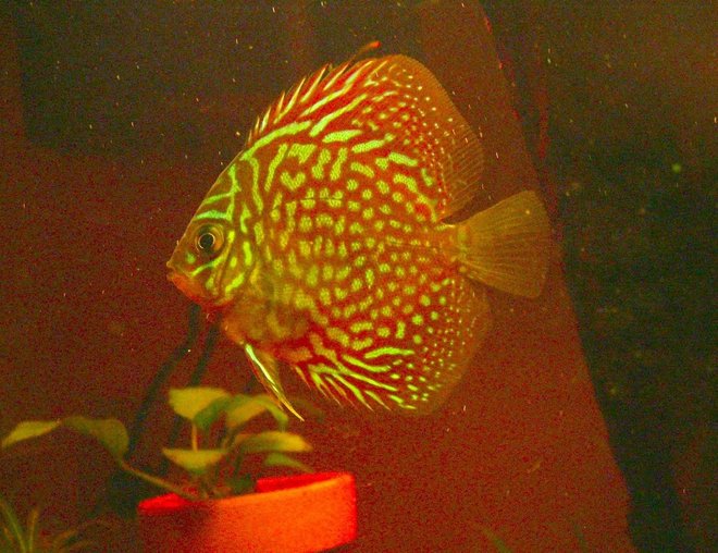 freshwater fish stocking in 46 gallons tank - The cosmic one. -Discus.