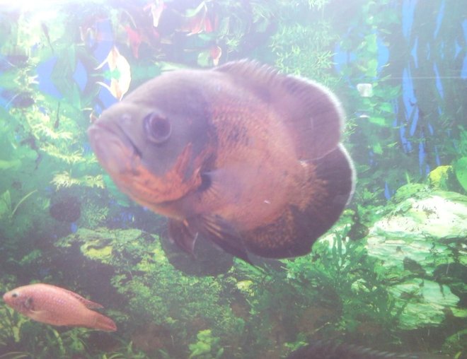 freshwater fish - astronotus ocellatus - red oscar stocking in 150 gallons tank - Oscar, with Jewel in background. Jewel is at the biggest size he will ever get, but no one messes with it.