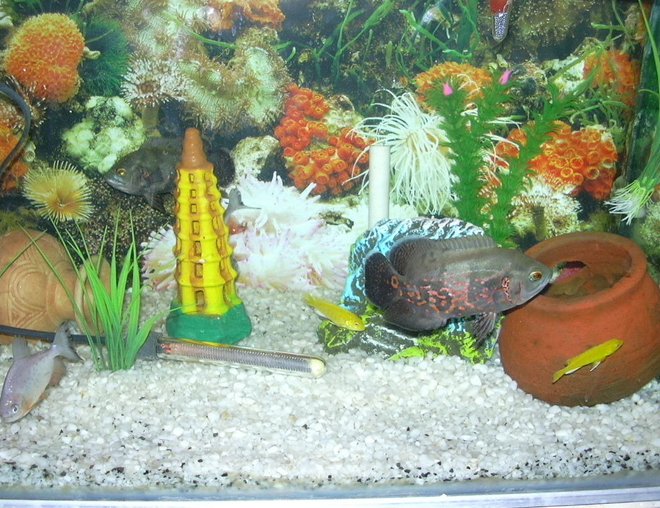 freshwater fish - astronotus ocellatus - tiger oscar stocking in 50 gallons tank - my oscars ,sicklets  and pacus.