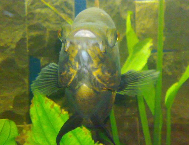 freshwater fish - astronotus ocellatus - red oscar stocking in 100 gallons tank - oscar