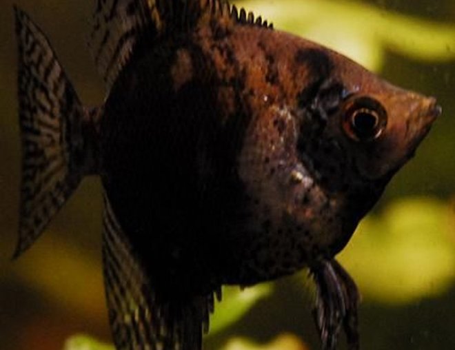 freshwater fish - smokey leopard angel stocking in 55 gallons tank - 2" LeopardAngelfish