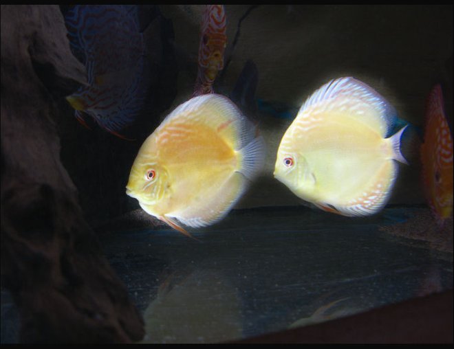 freshwater fish - albino yellow crystal stocking in 127 gallons tank - Discus Albino Yellow Chrystal