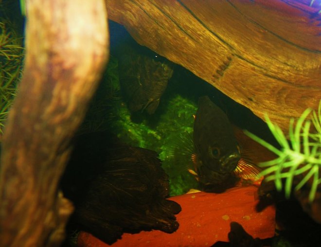 freshwater fish stocking in 120 gallons tank - loving couple