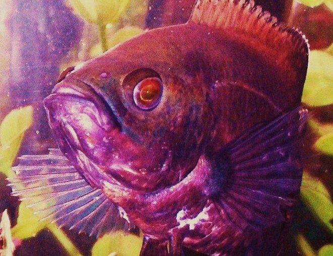 freshwater fish - astronotus ocellatus - red oscar stocking in 90 gallons tank - Red Oscar aka Soul Sister Red  trying to cummunicate telepathicly