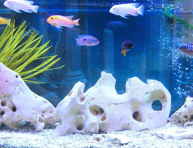 freshwater fish stocking in 75 gallons tank - cichlids
