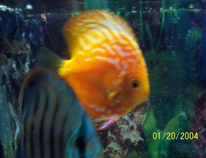 freshwater fish - symphysodon spp. - pigeon blood discus stocking in 55 gallons tank - red pigeon blood discus