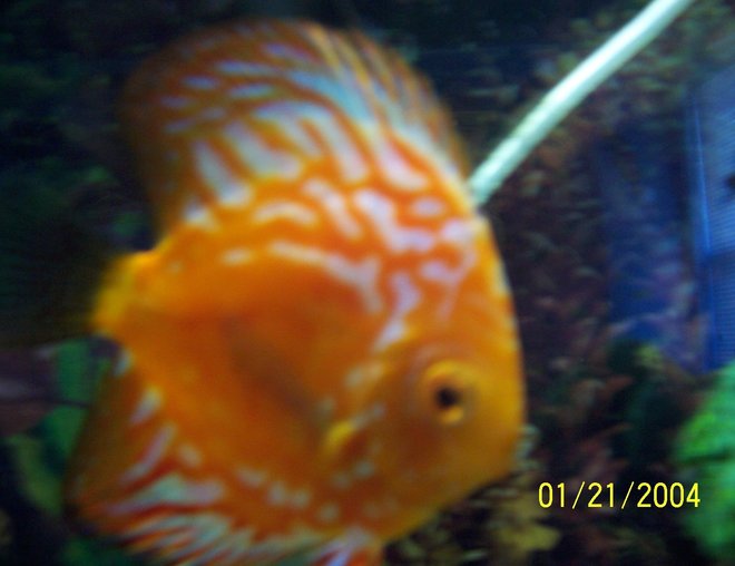 freshwater fish - symphysodon spp. - pigeon blood discus stocking in 55 gallons tank - red pigeon blood discus