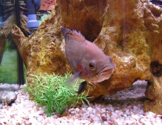 freshwater fish - astronotus ocellatus - tiger oscar stocking in 75 gallons tank - Oggy our Baby Oscar....Just coming out from Hiding!