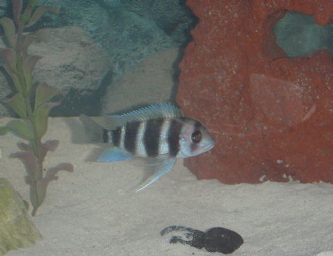freshwater fish - cyphotilapia frontosa - frontosa cichlid stocking in 55 gallons tank - 2" frontosa "lil Guy