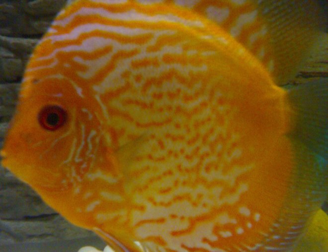 freshwater fish - red map discus stocking in 70 gallons tank - it's my red map discus
