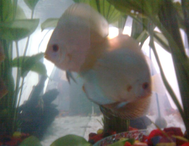 freshwater fish - symphysodon sp. - blue diamond discus stocking in 70 gallons tank - the blue diamond pair