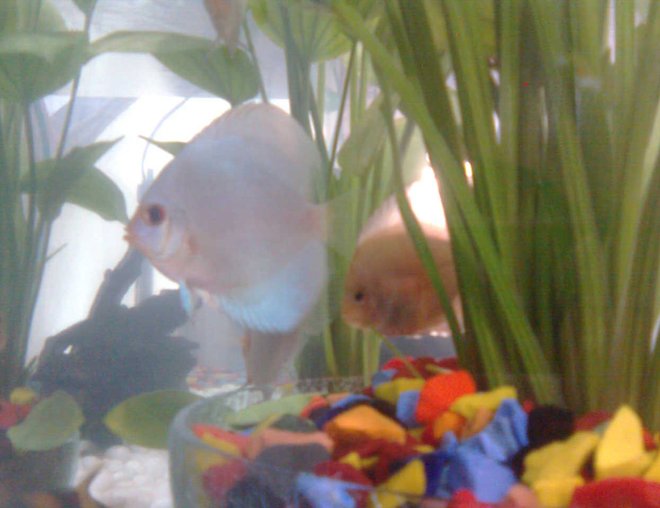 freshwater fish - symphysodon sp. - blue diamond discus stocking in 70 gallons tank - the little at behind is red and white juvenile discus...