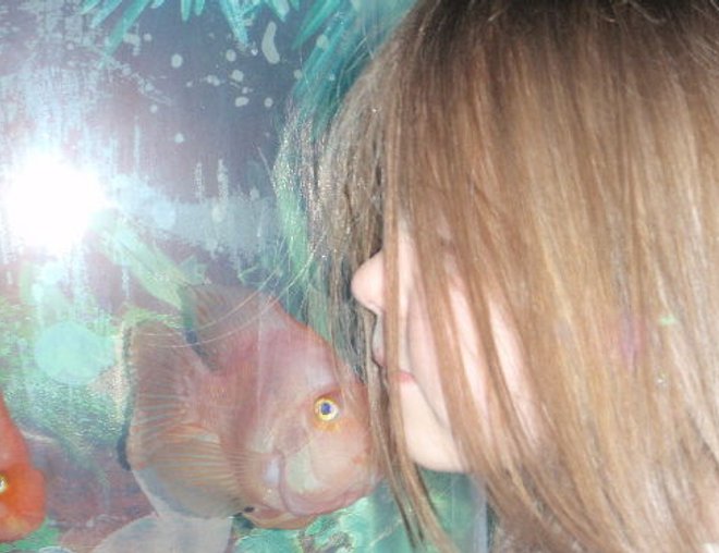 freshwater fish stocking in 55 gallons tank - kissy kissy. this fish "DORA"only comes up to my daughter....
