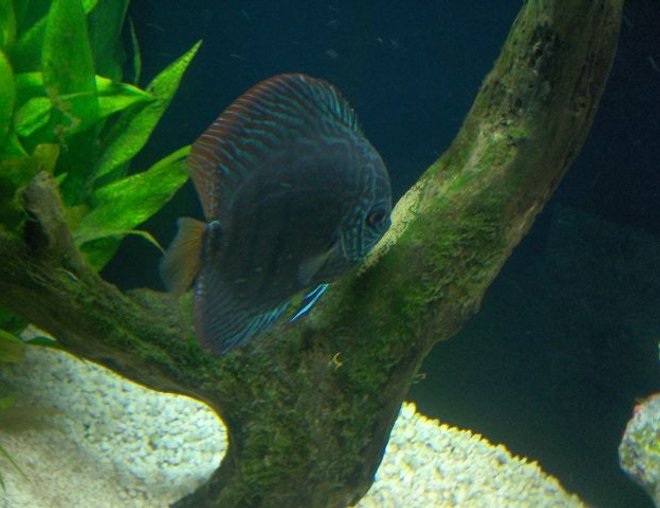 freshwater fish - symphysodon spp. - red turquoise discus stocking in 180 gallons tank - Hers is one of my parents watching the eggs of a recent spawn.