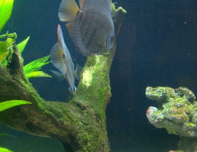 freshwater fish - symphysodon sp. - red turquoise discus stocking in 180 gallons tank - Proud parents. The male if the one to the front and right side.