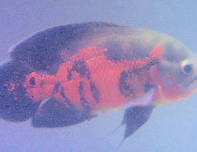 freshwater fish - astronotus ocellatus - tiger oscar stocking in 150 gallons tank - Here is a Full Body shot of my 2 year old Tiger Oscar whom I was able to save from New Tank Syndrome doing my first water change.