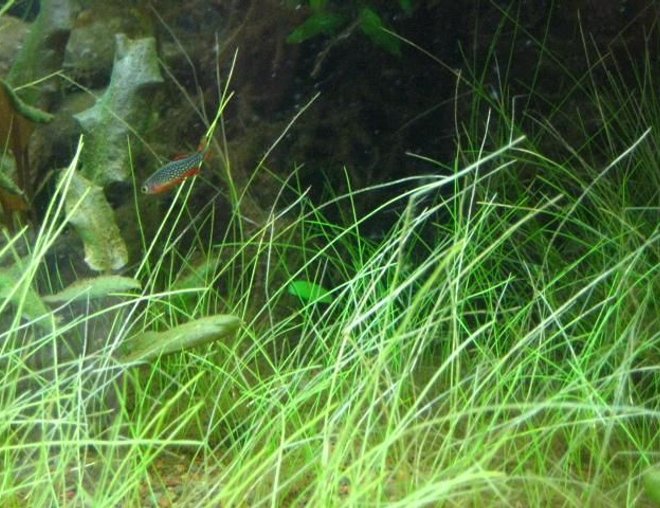 freshwater fish - celestichthys margaritatus - celestial pearl danio stocking in 24 gallons tank - more of my galaxy danios