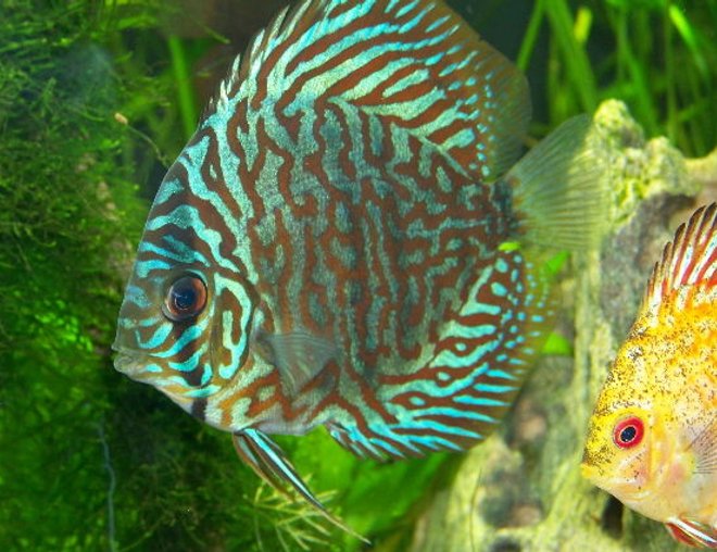 freshwater fish - blue turquoise discus stocking in 300 gallons tank - blue turq discus