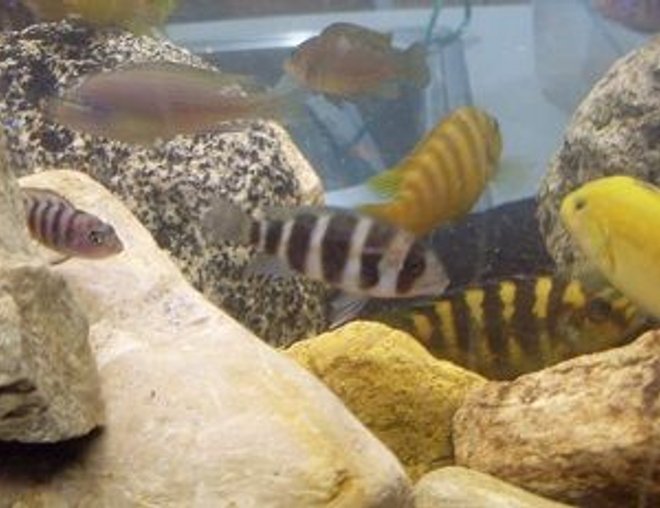 freshwater fish - cyphotilapia frontosa - frontosa cichlid stocking in 55 gallons tank - random pic