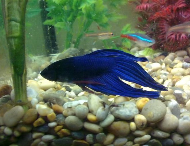 freshwater fish - betta splendens - betta - male stocking in 8 gallons tank - Blue betta