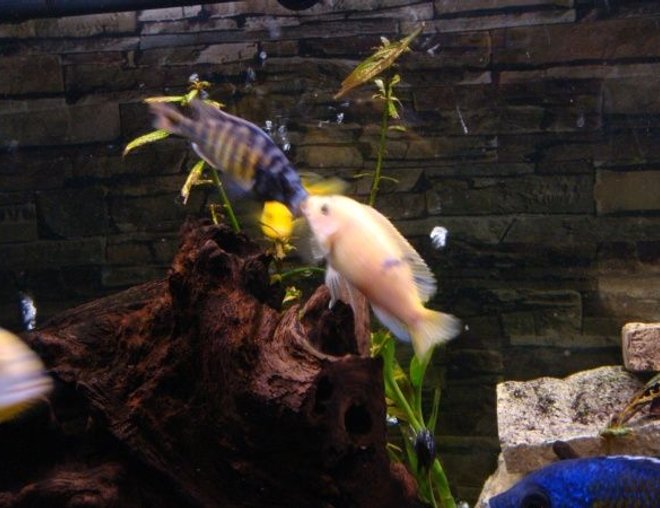 freshwater fish stocking in 51 gallons tank - Fight