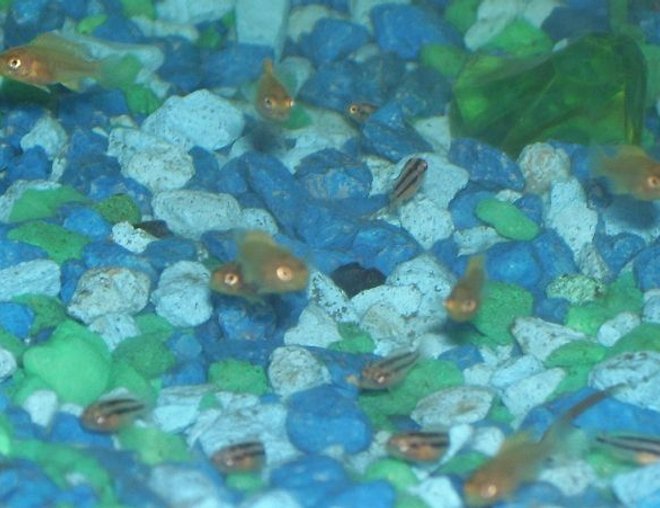 freshwater fish stocking in 55 gallons tank - Fry...not French.