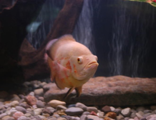 freshwater fish - astronotus ocellatus - albino oscar stocking in 75 gallons tank - Oscars