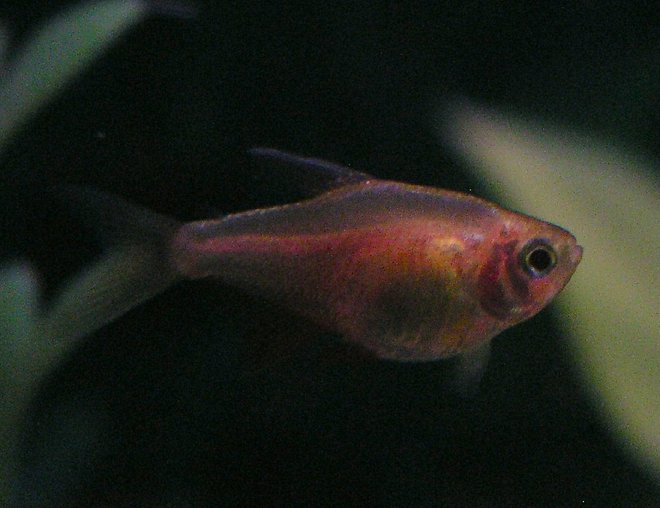 freshwater fish - von rio tetra stocking in 55 gallons tank - Orange Von Rio Tetra; Week 1 added five