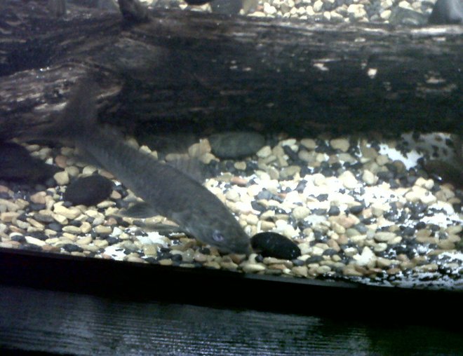 freshwater fish - hoplow catfish stocking in 75 gallons tank - Hoblow Catfish