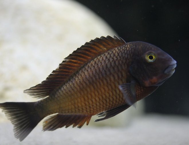 freshwater fish - tropheus chiwena stocking in 220 gallons tank - Tropheus Chiwena male