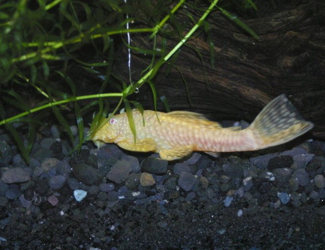 freshwater fish stocking in 75 gallons tank