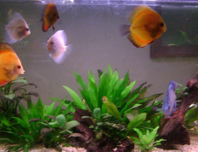 freshwater fish - symphysodon sp. - red discus stocking in 50 gallons tank - all my discus waiting for a feed.....suckers!