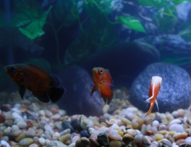freshwater fish - astronotus ocellatus - red oscar stocking in 29 gallons tank - Opus