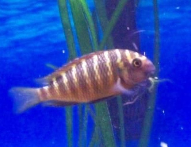 freshwater fish - tropheus moorii stocking in 46 gallons tank - Tropheus Moorii Red Chimba