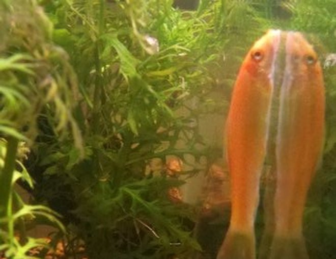 freshwater fish stocking in 39 gallons tank