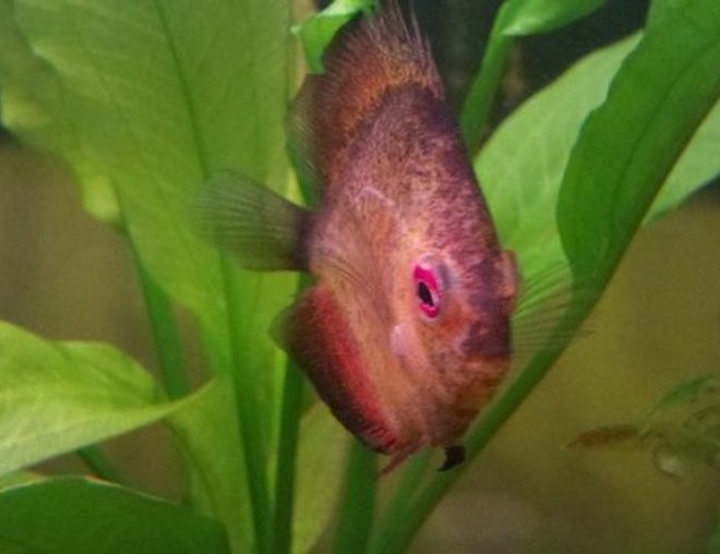 freshwater fish stocking in 39 gallons tank - Red Ceramic Discus