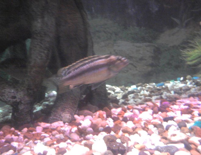 freshwater fish - melanochromis auratus - auratus cichlid stocking in 135 gallons tank - Nice cichlid