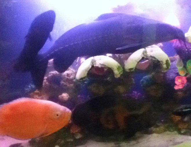 freshwater fish - astronotus ocellatus - tiger oscar, albino stocking in 50 gallons tank