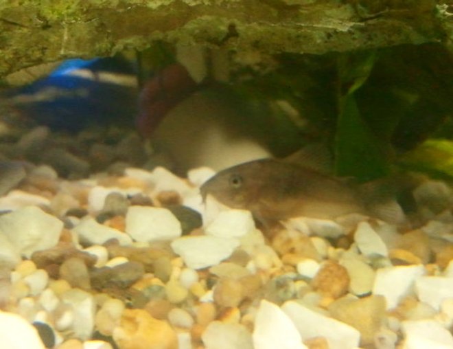 freshwater fish stocking in 26 gallons tank