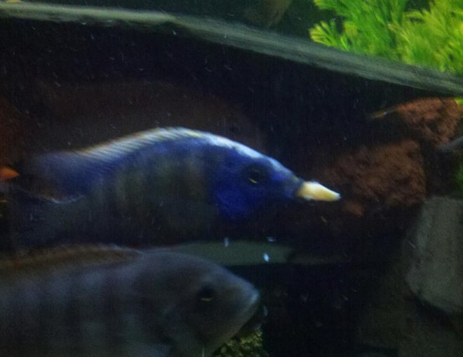 freshwater fish stocking in 100 gallons tank