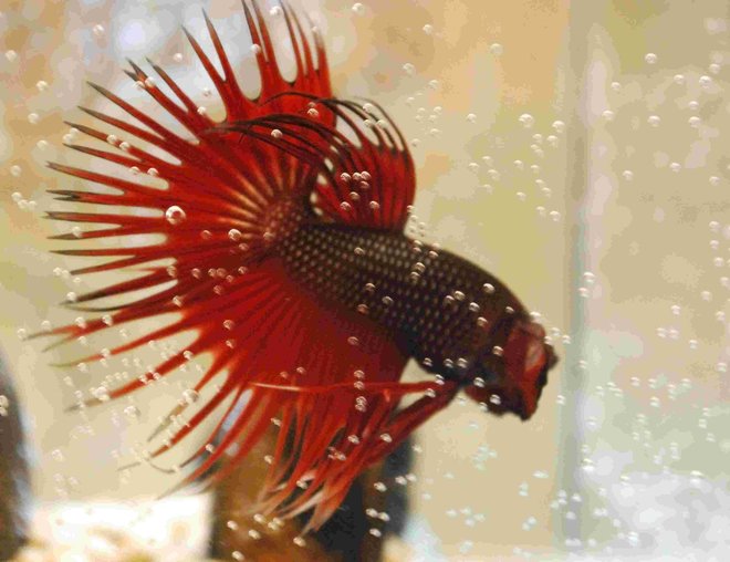 freshwater fish - betta splendens - crown tail betta stocking in 55 gallons tank - My Red Crowntail Beta
